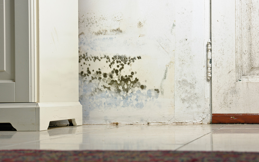 Damp-Survey-Barnsley