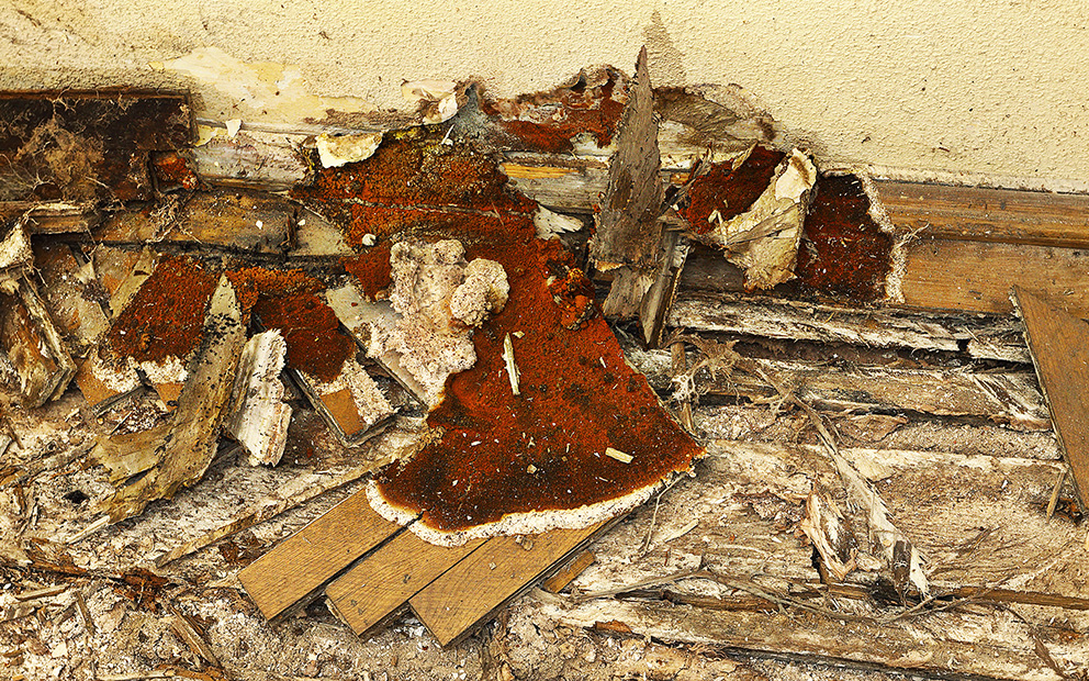 Timber-Survey-Barnsley